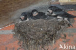 Barn Swallow (Hirundo rustica)