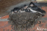 Barn Swallow (Hirundo rustica)