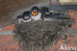 Boerenzwaluw (Hirundo rustica)