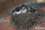 Barn Swallow (Hirundo rustica)