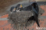 Boerenzwaluw (Hirundo rustica)