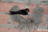 Barn Swallow (Hirundo rustica)