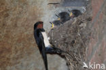 Boerenzwaluw (Hirundo rustica)