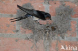 Boerenzwaluw (Hirundo rustica)