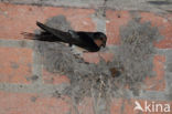 Boerenzwaluw (Hirundo rustica)