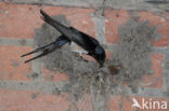 Boerenzwaluw (Hirundo rustica)