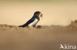 Boerenzwaluw (Hirundo rustica)