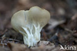 Bokaalkluifzwam (Helvella acetabulum)