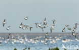 Bontbekplevier (Charadrius hiaticula)