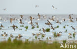 Bontbekplevier (Charadrius hiaticula)