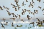 Ringed Plover (Charadrius hiaticula)