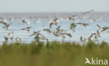 Bontbekplevier (Charadrius hiaticula)