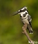 Bonte IJsvogel (Ceryle rudis)