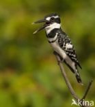 Bonte IJsvogel (Ceryle rudis)