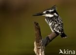 Bonte IJsvogel (Ceryle rudis)