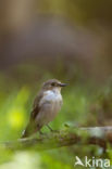 Bonte Vliegenvanger (Ficedula hypoleuca)