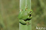 Tree frog (Hyla sp.)