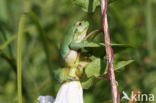 Tree frog (Hyla sp.)