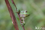 Tree frog (Hyla sp.)