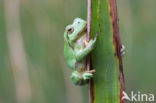 Tree frog (Hyla sp.)