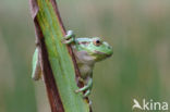 Tree frog (Hyla sp.)