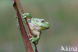 Boomkikker (Hyla sp.)