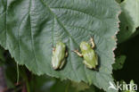 Tree frog (Hyla sp.)