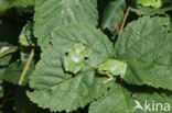 Tree frog (Hyla sp.)