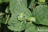 Tree frog (Hyla sp.)