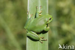 Tree frog (Hyla sp.)