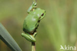 Tree frog (Hyla sp.)