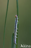 Bosgrasuil (Apamea scolopacina)