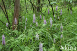 Bosorchis (Dactylorhiza maculata subsp. fuchsii)