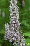 Bosorchis (Dactylorhiza maculata subsp. fuchsii)