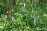 Bosorchis (Dactylorhiza maculata subsp. fuchsii)