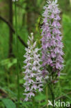 Bosorchis (Dactylorhiza maculata subsp. fuchsii)