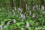 Bosorchis (Dactylorhiza maculata subsp. fuchsii)