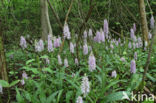 Bosorchis (Dactylorhiza maculata subsp. fuchsii)