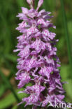 Bosorchis (Dactylorhiza maculata subsp. fuchsii)