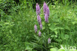 Bosorchis (Dactylorhiza maculata subsp. fuchsii)