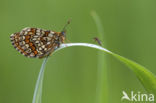 Bosparelmoervlinder (Melitaea athalia)