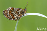 Bosparelmoervlinder (Melitaea athalia)