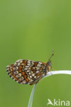 Bosparelmoervlinder (Melitaea athalia)