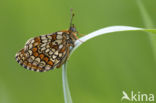 Bosparelmoervlinder (Melitaea athalia)