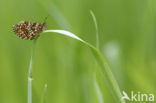 Bosparelmoervlinder (Melitaea athalia)