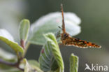 Bosparelmoervlinder (Melitaea athalia)