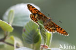 Bosparelmoervlinder (Melitaea athalia)