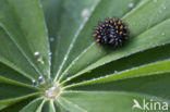 Bosparelmoervlinder (Melitaea athalia)