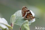 Bosparelmoervlinder (Melitaea athalia)