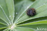 Bosparelmoervlinder (Melitaea athalia)